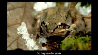 6 ay �l� kal�yor sonra diriliyor